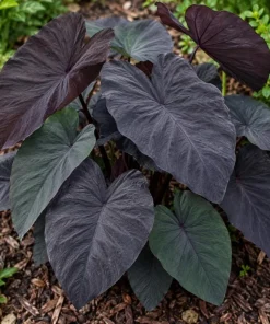 Alocasia Black Magic Live Plant, 4 Inch Pot, Dark Tropical Foliage Houseplant, Unique Large Leaf Plant for Indoor Spaces - Image 4