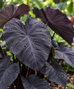 Alocasia Black Magic Live Plant, 4 Inch Pot, Dark Tropical Foliage Houseplant, Unique Large Leaf Plant for Indoor Spaces - Image 5