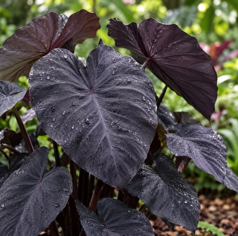 Alocasia Black Magic Live Plant, 4 Inch Pot, Dark Tropical Foliage Houseplant, Unique Large Leaf Plant for Indoor Spaces - Image 5