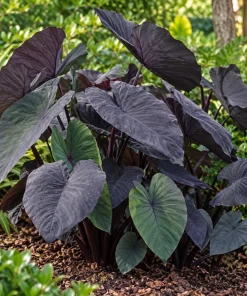 Alocasia Black Magic Live Plant, 4 Inch Pot, Dark Tropical Foliage Houseplant, Unique Large Leaf Plant for Indoor Spaces - Image 6
