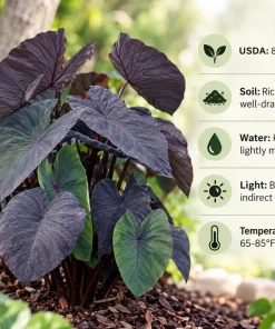 Alocasia Black Magic Live Plant, 4 Inch Pot, Dark Tropical Foliage Houseplant, Unique Large Leaf Plant for Indoor Spaces - Image 7