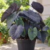 Alocasia Black Magic Live Plant, 4 Inch Pot, Dark Tropical Foliage Houseplant, Unique Large Leaf Plant for Indoor Spaces - Image 1