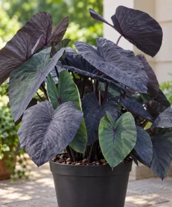 Alocasia Black Magic Live Plant, 4 Inch Pot, Dark Tropical Foliage Houseplant, Unique Large Leaf Plant for Indoor Spaces - Image 1