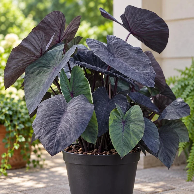 Alocasia Black Magic Live Plant, 4 Inch Pot, Dark Tropical Foliage Houseplant, Unique Large Leaf Plant for Indoor Spaces - Image 1