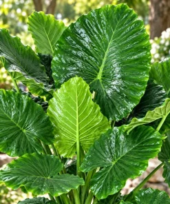 Alocasia California Odora Live Plant, 4 Inch Pot, Tropical Elephant Ear Houseplant, Large Leaf Foliage Plant for Indoor Spaces - Image 2