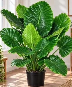 Alocasia California Odora Live Plant, 4 Inch Pot, Tropical Elephant Ear Houseplant, Large Leaf Foliage Plant for Indoor Spaces - Image 3