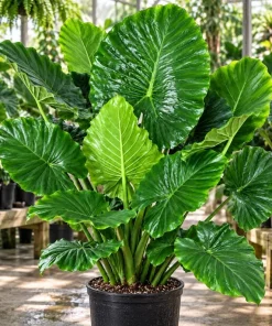 Alocasia California Odora Live Plant, 4 Inch Pot, Tropical Elephant Ear Houseplant, Large Leaf Foliage Plant for Indoor Spaces - Image 4
