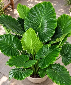 Alocasia California Odora Live Plant, 4 Inch Pot, Tropical Elephant Ear Houseplant, Large Leaf Foliage Plant for Indoor Spaces - Image 5