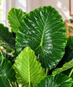 Alocasia California Odora Live Plant, 4 Inch Pot, Tropical Elephant Ear Houseplant, Large Leaf Foliage Plant for Indoor Spaces - Image 6