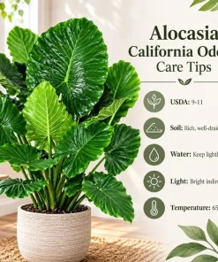 Alocasia California Odora Live Plant, 4 Inch Pot, Tropical Elephant Ear Houseplant, Large Leaf Foliage Plant for Indoor Spaces - Image 7