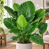 Alocasia California Odora Live Plant, 4 Inch Pot, Tropical Elephant Ear Houseplant, Large Leaf Foliage Plant for Indoor Spaces - Image 1