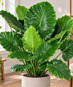 Alocasia California Odora Live Plant, 4 Inch Pot, Tropical Elephant Ear Houseplant, Large Leaf Foliage Plant for Indoor Spaces - Image 1