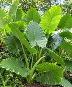 Alocasia Giant Green Taro Live Plant, 4 Inch Pot, Large Leaf Tropical Houseplant, Elephant Ear Plant for Indoor and Outdoor Spaces - Image 2