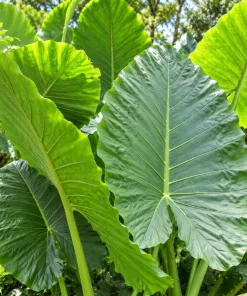 Alocasia Giant Green Taro Live Plant, 4 Inch Pot, Large Leaf Tropical Houseplant, Elephant Ear Plant for Indoor and Outdoor Spaces - Image 3