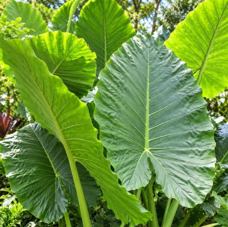 Alocasia Giant Green Taro Live Plant, 4 Inch Pot, Large Leaf Tropical Houseplant, Elephant Ear Plant for Indoor and Outdoor Spaces - Image 3