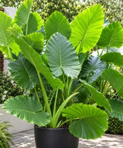 Alocasia Giant Green Taro Live Plant, 4 Inch Pot, Large Leaf Tropical Houseplant, Elephant Ear Plant for Indoor and Outdoor Spaces - Image 4