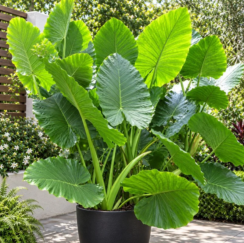 Alocasia Giant Green Taro Live Plant, 4 Inch Pot, Large Leaf Tropical Houseplant, Elephant Ear Plant for Indoor and Outdoor Spaces - Image 4