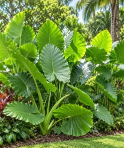 Alocasia Giant Green Taro Live Plant, 4 Inch Pot, Large Leaf Tropical Houseplant, Elephant Ear Plant for Indoor and Outdoor Spaces - Image 5