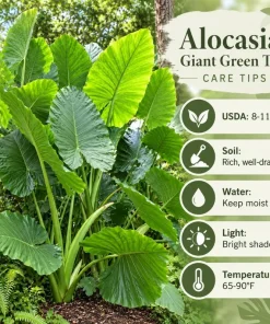 Alocasia Giant Green Taro Live Plant, 4 Inch Pot, Large Leaf Tropical Houseplant, Elephant Ear Plant for Indoor and Outdoor Spaces - Image 6