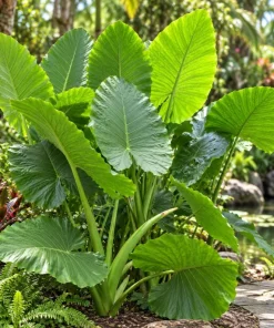 Alocasia Giant Green Taro Live Plant, 4 Inch Pot, Large Leaf Tropical Houseplant, Elephant Ear Plant for Indoor and Outdoor Spaces - Image 7