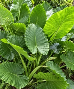 Alocasia Giant Green Taro Live Plant, 4 Inch Pot, Large Leaf Tropical Houseplant, Elephant Ear Plant for Indoor and Outdoor Spaces - Image 8