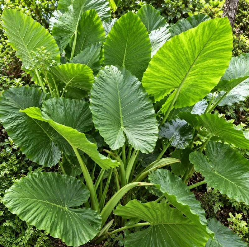 Alocasia Giant Green Taro Live Plant, 4 Inch Pot, Large Leaf Tropical Houseplant, Elephant Ear Plant for Indoor and Outdoor Spaces - Image 8