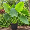 Alocasia Giant Green Taro Live Plant, 4 Inch Pot, Large Leaf Tropical Houseplant, Elephant Ear Plant for Indoor and Outdoor Spaces - Image 1