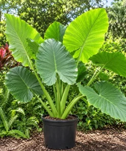 Alocasia Giant Green Taro Live Plant, 4 Inch Pot, Large Leaf Tropical Houseplant, Elephant Ear Plant for Indoor and Outdoor Spaces - Image 1
