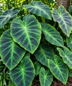 Alocasia Illustris Live Plant, 4 Inch Pot, Dark Green Tropical Foliage Houseplant, Unique Leaf Plant for Indoor Spaces - Image 2