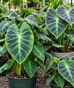 Alocasia Illustris Live Plant, 4 Inch Pot, Dark Green Tropical Foliage Houseplant, Unique Leaf Plant for Indoor Spaces - Image 3
