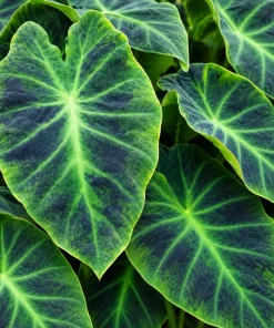 Alocasia Illustris Live Plant, 4 Inch Pot, Dark Green Tropical Foliage Houseplant, Unique Leaf Plant for Indoor Spaces - Image 4