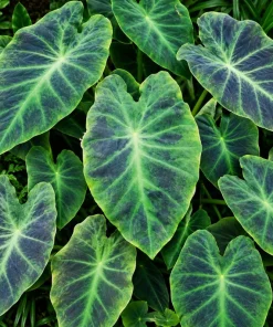 Alocasia Illustris Live Plant, 4 Inch Pot, Dark Green Tropical Foliage Houseplant, Unique Leaf Plant for Indoor Spaces - Image 5