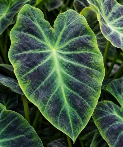 Alocasia Illustris Live Plant, 4 Inch Pot, Dark Green Tropical Foliage Houseplant, Unique Leaf Plant for Indoor Spaces - Image 6