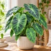 Alocasia Illustris Live Plant, 4 Inch Pot, Dark Green Tropical Foliage Houseplant, Unique Leaf Plant for Indoor Spaces - Image 1