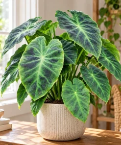 Alocasia Illustris Live Plant, 4 Inch Pot, Dark Green Tropical Foliage Houseplant, Unique Leaf Plant for Indoor Spaces - Image 1