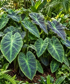 Alocasia Illustris Live Plant, 4 Inch Pot, Dark Green Tropical Foliage Houseplant, Unique Leaf Plant for Indoor Spaces - Image 7