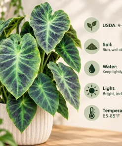 Alocasia Illustris Live Plant, 4 Inch Pot, Dark Green Tropical Foliage Houseplant, Unique Leaf Plant for Indoor Spaces - Image 8