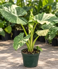 Alocasia Macrorrhiza Variegated Live Plant, 4 Inch Pot, Tropical Variegated Foliage Houseplant for Indoor Spaces and Containers - Image 2
