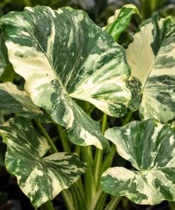 Alocasia Macrorrhiza Variegated Live Plant, 4 Inch Pot, Tropical Variegated Foliage Houseplant for Indoor Spaces and Containers - Image 3