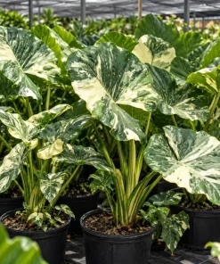 Alocasia Macrorrhiza Variegated Live Plant, 4 Inch Pot, Tropical Variegated Foliage Houseplant for Indoor Spaces and Containers - Image 4