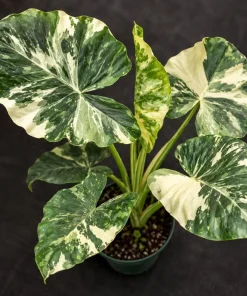 Alocasia Macrorrhiza Variegated Live Plant, 4 Inch Pot, Tropical Variegated Foliage Houseplant for Indoor Spaces and Containers - Image 6