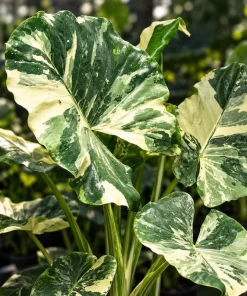 Alocasia Macrorrhiza Variegated Live Plant, 4 Inch Pot, Tropical Variegated Foliage Houseplant for Indoor Spaces and Containers - Image 7