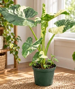 Alocasia Macrorrhiza Variegated Live Plant, 4 Inch Pot, Tropical Variegated Foliage Houseplant for Indoor Spaces and Containers - Image 8