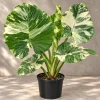 Alocasia Macrorrhiza Variegated Live Plant, 4 Inch Pot, Tropical Variegated Foliage Houseplant for Indoor Spaces and Containers - Image 1
