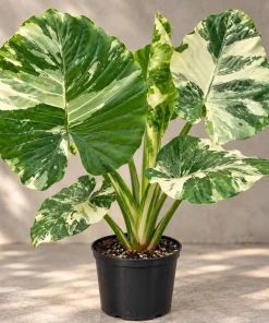 Alocasia Macrorrhiza Variegated Live Plant, 4 Inch Pot, Tropical Variegated Foliage Houseplant for Indoor Spaces and Containers - Image 1