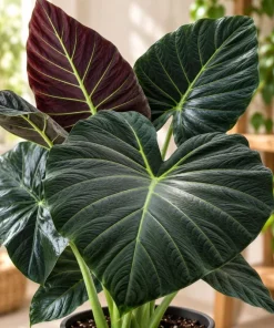 Alocasia Regal Live Plant, 4 Inch Pot, Tropical Foliage Houseplant, Elegant Large Leaf Plant for Indoor Spaces and Containers - Image 2