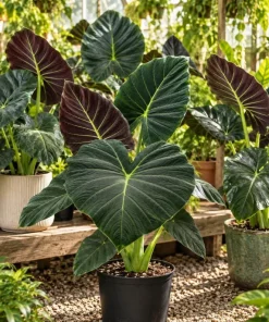Alocasia Regal Live Plant, 4 Inch Pot, Tropical Foliage Houseplant, Elegant Large Leaf Plant for Indoor Spaces and Containers - Image 3