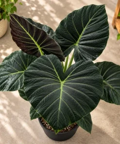 Alocasia Regal Live Plant, 4 Inch Pot, Tropical Foliage Houseplant, Elegant Large Leaf Plant for Indoor Spaces and Containers - Image 5
