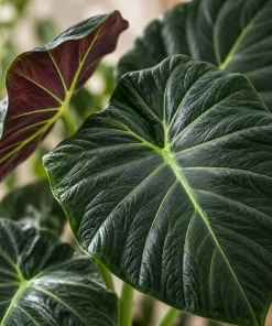 Alocasia Regal Live Plant, 4 Inch Pot, Tropical Foliage Houseplant, Elegant Large Leaf Plant for Indoor Spaces and Containers - Image 6