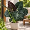 Alocasia Regal Live Plant, 4 Inch Pot, Tropical Foliage Houseplant, Elegant Large Leaf Plant for Indoor Spaces and Containers - Image 1